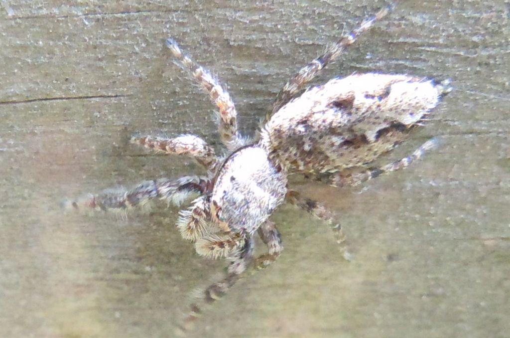 Marpissa muscosa